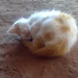 El gato durmiendo