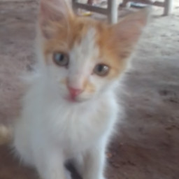 El gato mirando con curiosidad a la camara